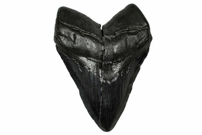 Fossil Megalodon Tooth - South Carolina #340286